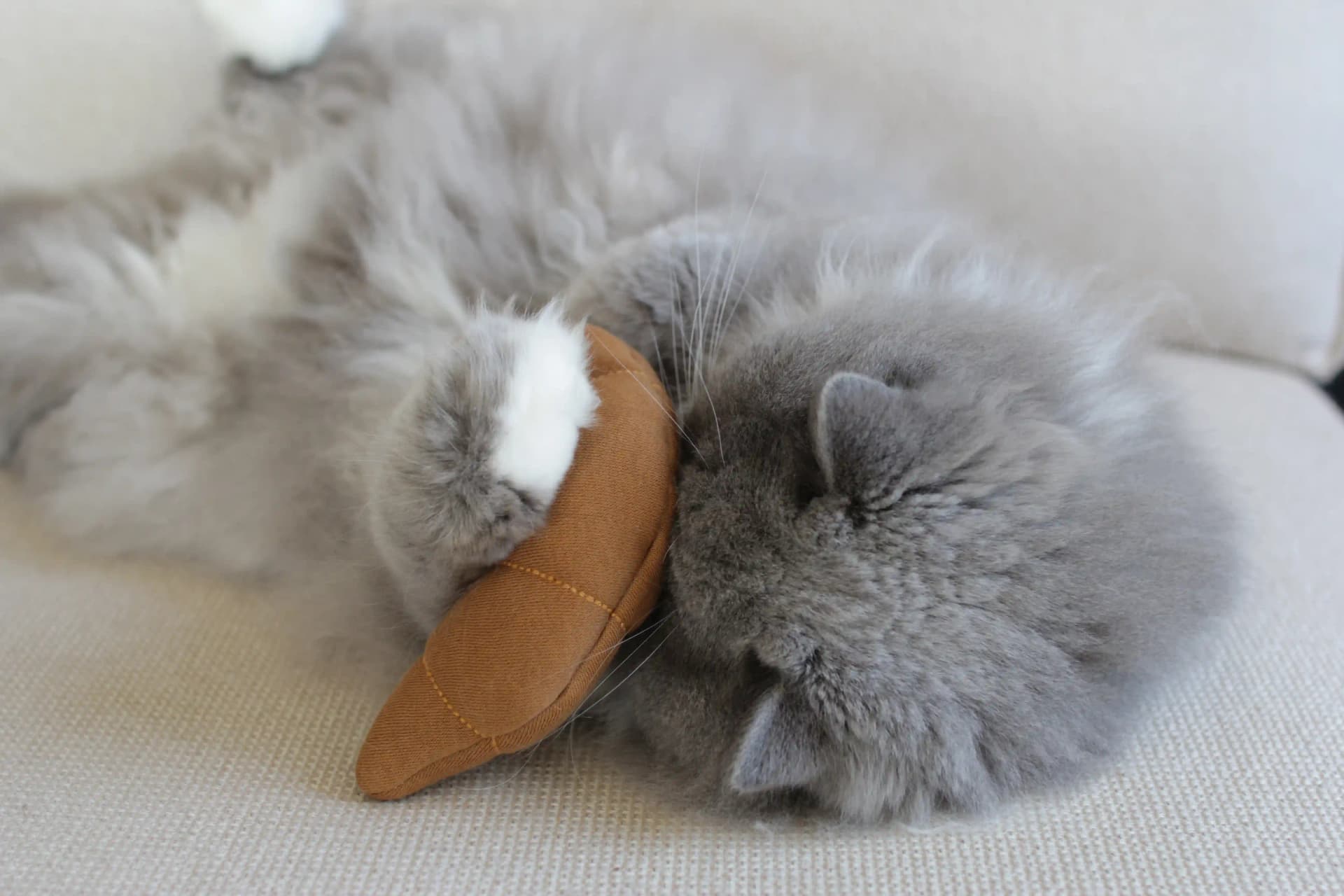 Pookie from Ponoto playing with Le Croissant cat toy