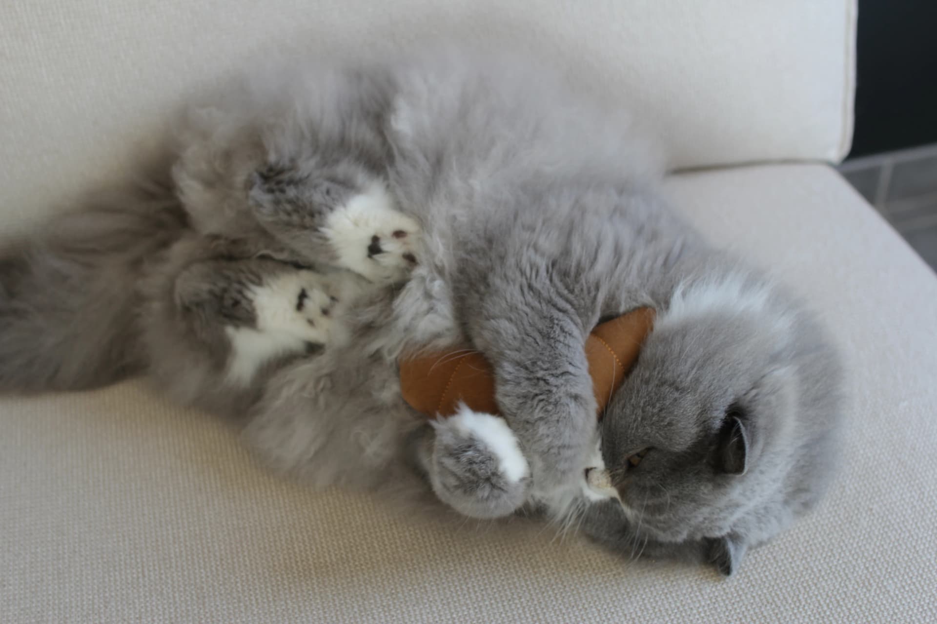 Pookie playing with Le Croissant cat toy