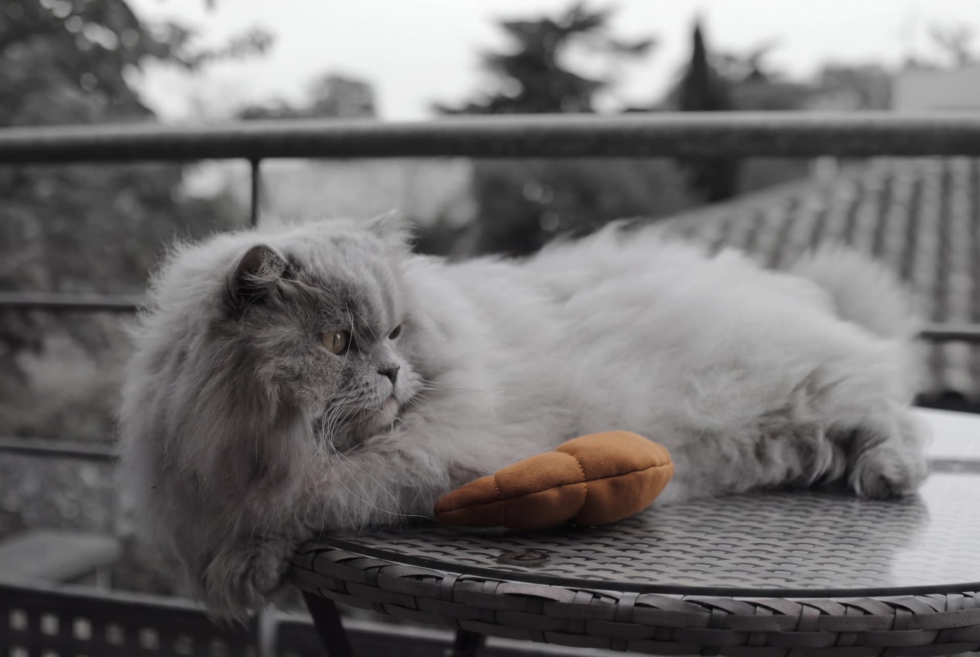 Thelonious playing with Le Croissant cat toy